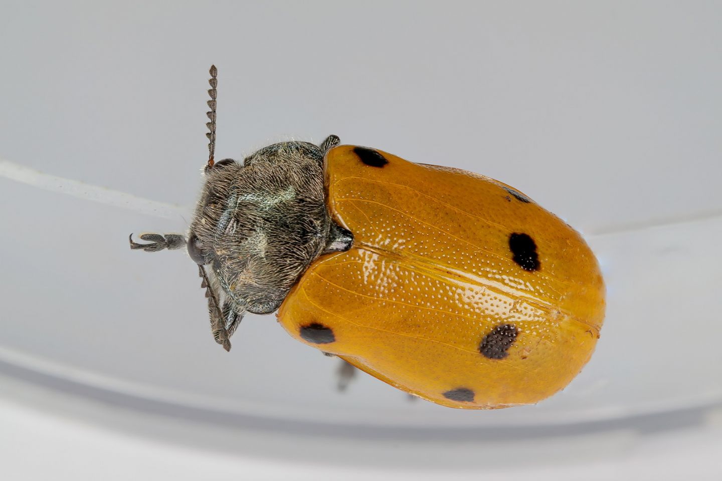Chrysomelidae - Lachnaia italica italica
